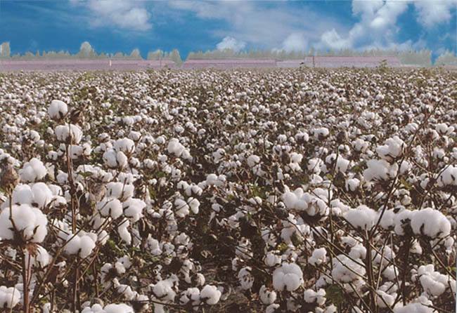 中美磋商结果未定 棉花市场购销恢复缓慢 